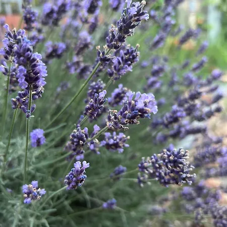 I Cinque Viaggiatori Ceres